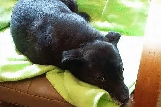 Wpatrzona w człowieka, nakolankowa Florka, malutka sunia szuka domu!