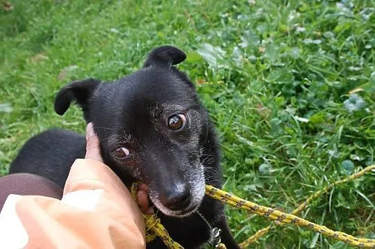 Wpatrzona w człowieka, nakolankowa Florka, malutka