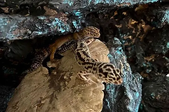 Gekon lamparci 2 samice plus terrarium