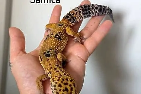Gekon lamparci 2 samice plus terrarium, Wielkopolskie, Poznań