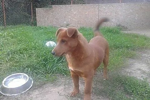 Borys Psie dziecię marzy o kochającym i odpowiedzi
