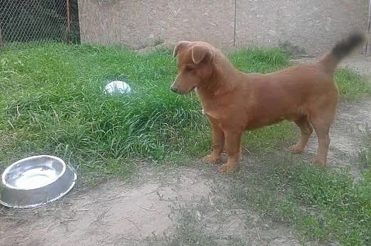 Borys Psie dziecię marzy o kochającym i odpowiedzi