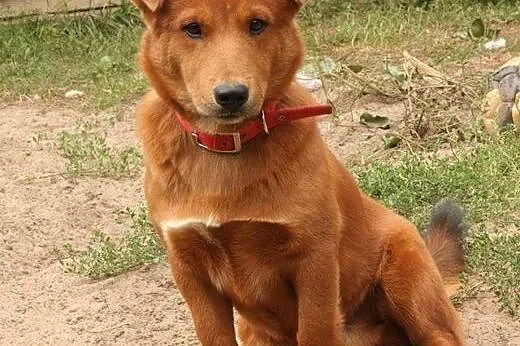 Borys Psie dziecię marzy o kochającym i odpowiedzi