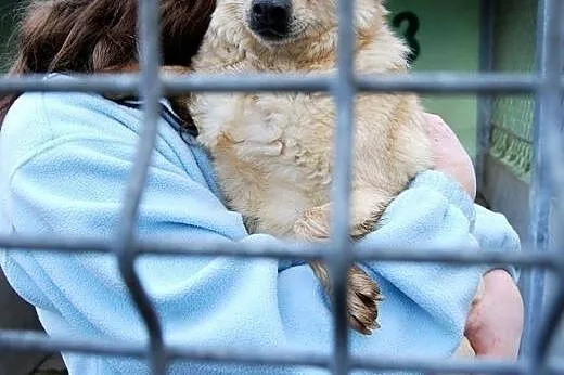 Malutka Babunia w schronisku pilnie szuka Domu!,  śląskie Gliwice