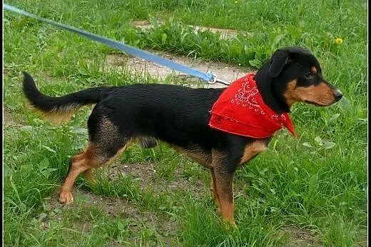 CORTEZ młody jamnikowaty szuka domu,  mazowieckie 