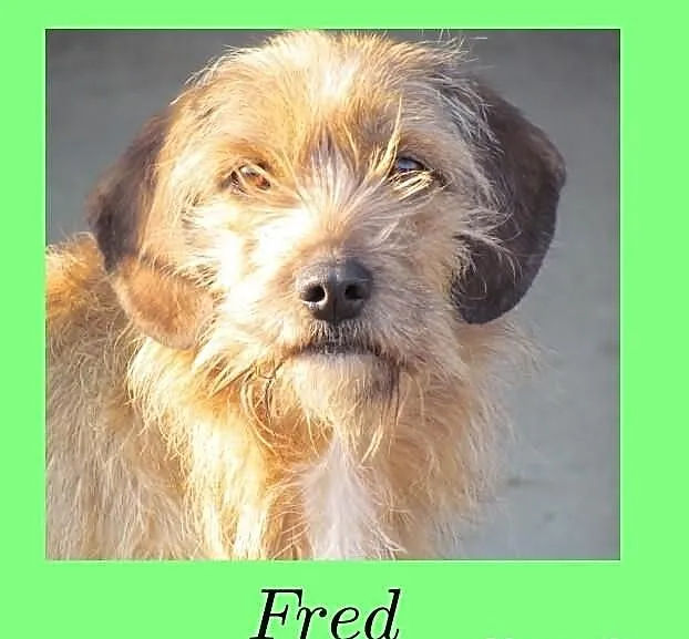 Fred - średni kundelek wypatruje domku