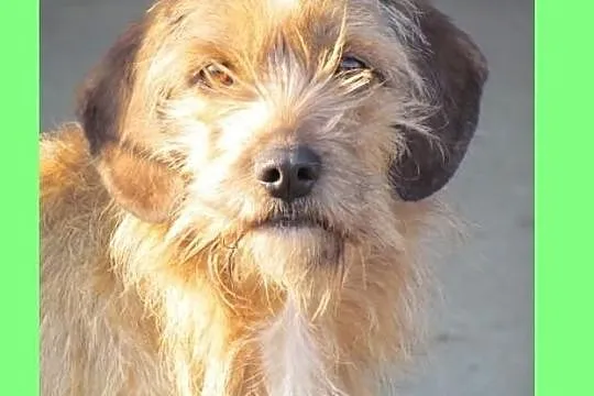 Fred - średni kundelek wypatruje domku
