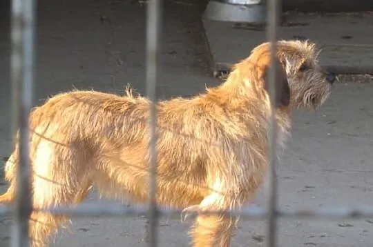 Fred - średni kundelek wypatruje domku