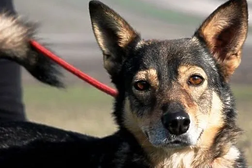Susełka, kochana, miła, urocza suczka ADOPCJA,  ma
