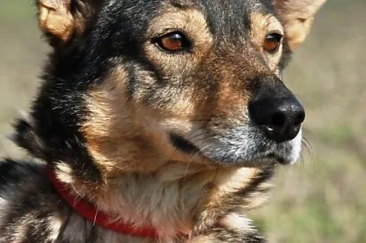 Susełka, kochana, miła, urocza suczka ADOPCJA,  ma