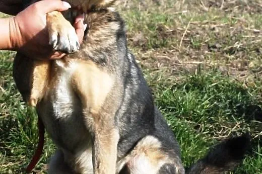 Susełka, kochana, miła, urocza suczka ADOPCJA,  ma