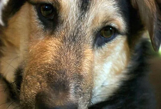 Czaruś - 10 miesięczny psiak w typie owczarka