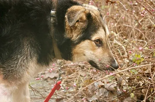 Czaruś - 10 miesięczny psiak w typie owczarka