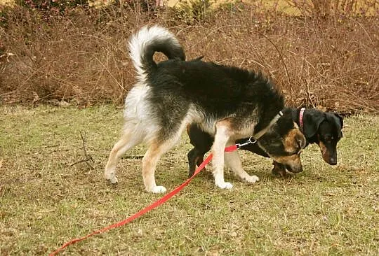 Czaruś - 10 miesięczny psiak w typie owczarka