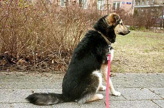 Czaruś - 10 miesięczny psiak w typie owczarka