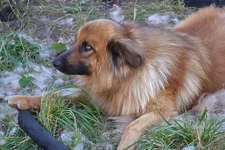 Grześ kocha człowieka nad życie. Czy ktoś w końcu 
