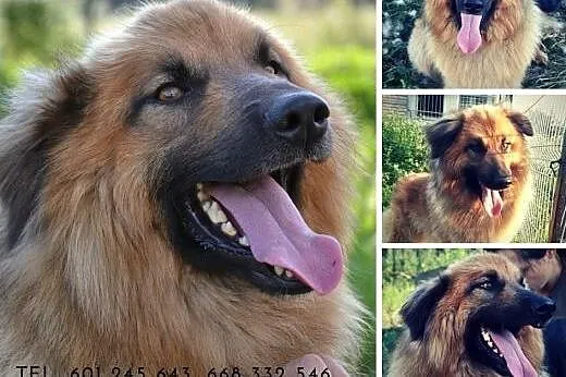 Grześ kocha człowieka nad życie. Czy ktoś w końcu 