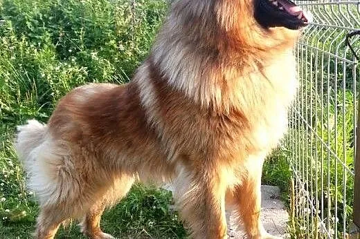 Grześ kocha człowieka nad życie. Czy ktoś w końcu 