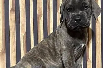 Cane corso Italiano, Kujawsko-pomorskie, Mogilno