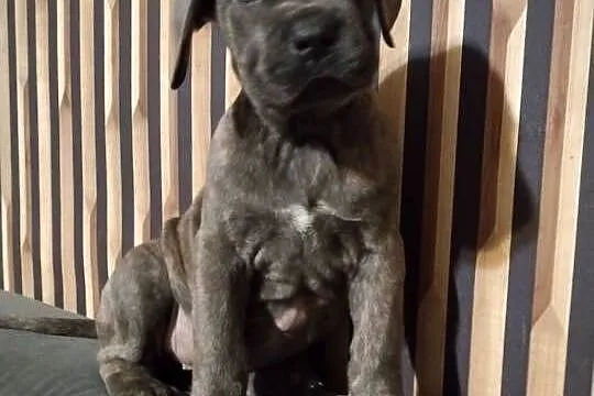 Cane corso Italiano, Kujawsko-pomorskie, Mogilno