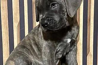 Cane corso Italiano, Kujawsko-pomorskie, Mogilno