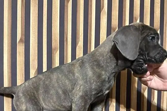 Cane corso Italiano, Kujawsko-pomorskie, Mogilno