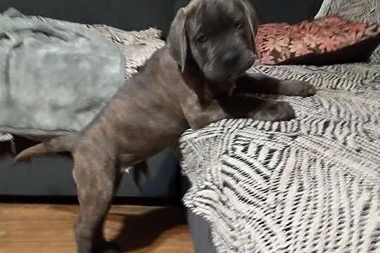 Cane corso Italiano, Kujawsko-pomorskie, Mogilno