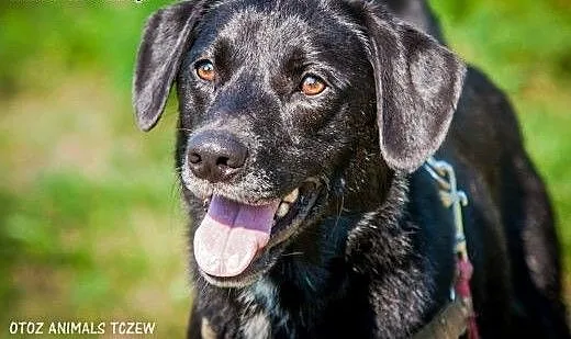 OTOZ Animals - Kapsel - cudowny psiak o wielkim se