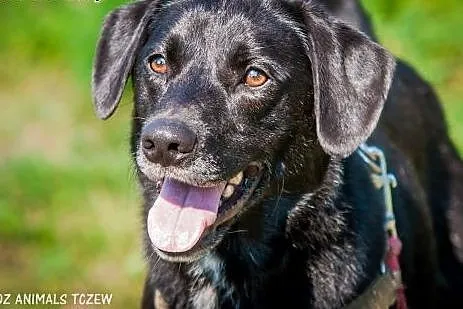 OTOZ Animals - Kapsel - cudowny psiak o wielkim se