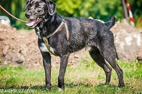 OTOZ Animals - Kapsel - cudowny psiak o wielkim se
