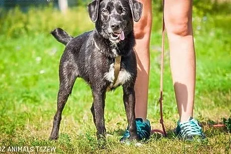 OTOZ Animals - Kapsel - cudowny psiak o wielkim se