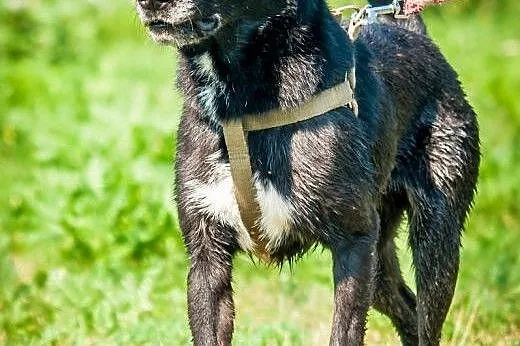 OTOZ Animals - Kapsel - cudowny psiak o wielkim se