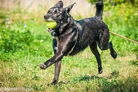 OTOZ Animals - Kapsel - cudowny psiak o wielkim se