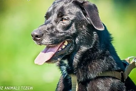 OTOZ Animals - Kapsel - cudowny psiak o wielkim se
