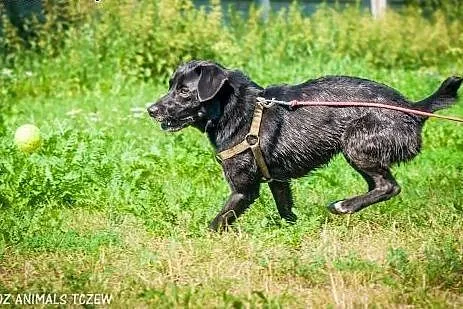 OTOZ Animals - Kapsel - cudowny psiak o wielkim se