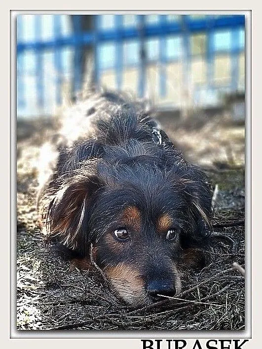 Niewielki 11 kg,łagodny,trochę wystraszony,przytulaśny,szczepiony piesek BURASEK.Adopcja., Małopolskie, Kraków
