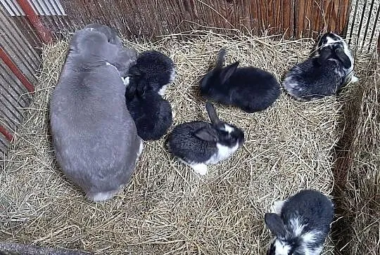 Samica baran francuski z młodymi, Lubelskie, Turobin