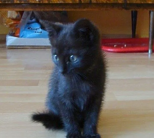 Elżunia do adopcji!!!, łódzkie Łódź