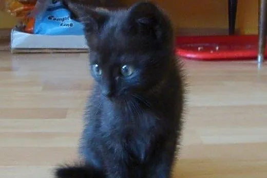 Elżunia do adopcji!!!,  łódzkie Łódź