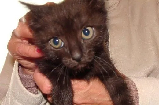 Elżunia do adopcji!!!,  łódzkie Łódź