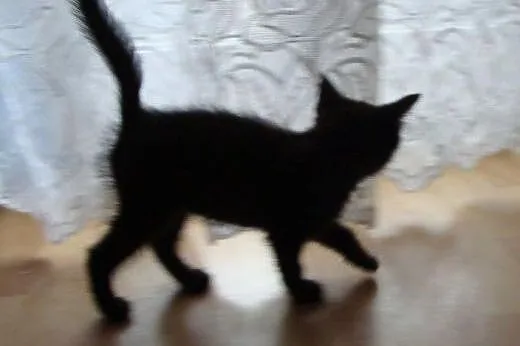 Elżunia do adopcji!!!,  łódzkie Łódź
