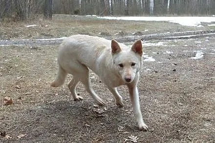 Suri - przyjazna sunia w typie husky szuka kochają