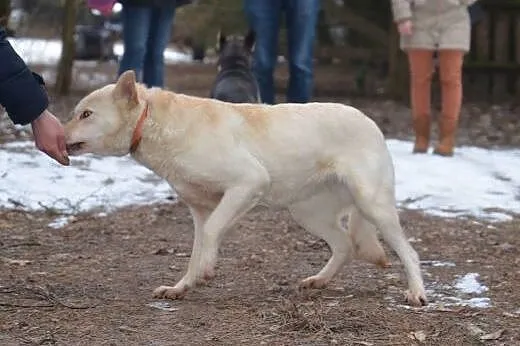 Suri - przyjazna sunia w typie husky szuka kochają