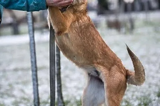 Pyszna - nie odstąpi cię na krok, rok w rok:),  ma