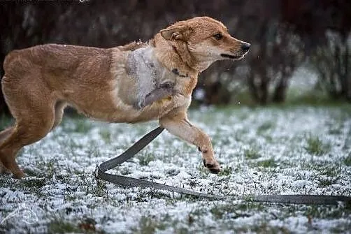 Pyszna - nie odstąpi cię na krok, rok w rok:),  ma
