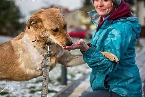 Pyszna - nie odstąpi cię na krok, rok w rok:),  ma