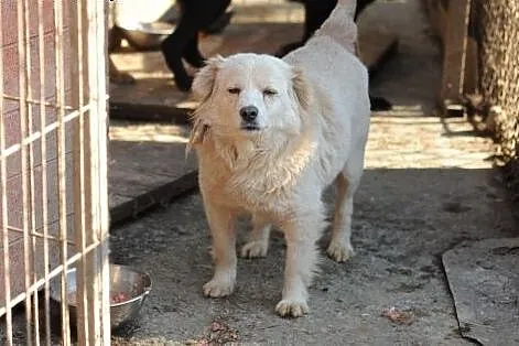 Fifek do adopcji,  lubelskie Świdnik