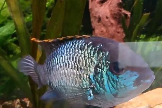 Ryby pielegnicowate Skalar i Akara Blue