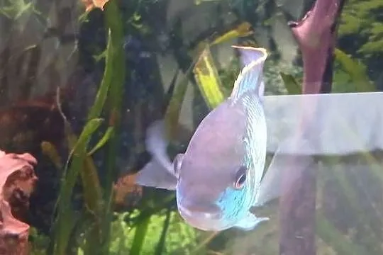Ryby pielegnicowate Skalar i Akara Blue, Małopolskie, Zebrzydowice