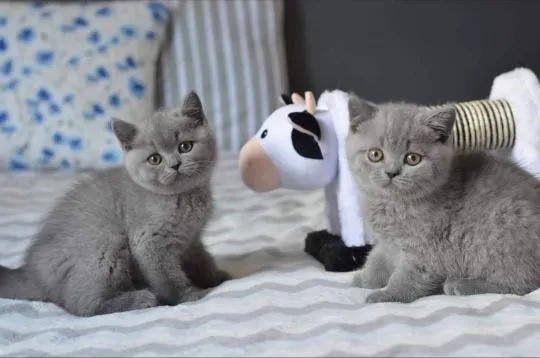Brytyjski krótkowlosy Kocieta dostępne dla kochających domów., Wielkopolskie, Poznań